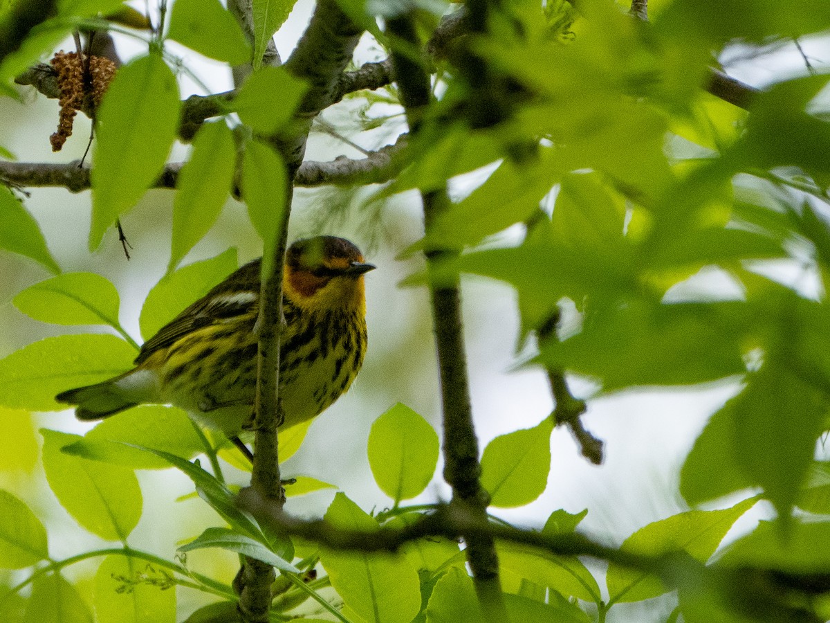 Cape May Warbler - ML618346742
