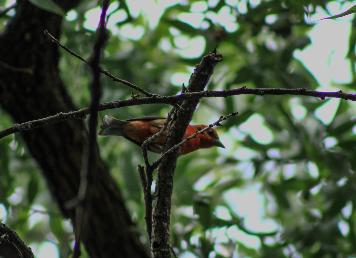 Flame-colored Tanager - ML618346785