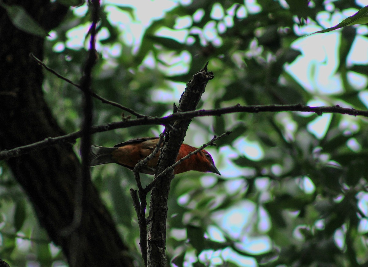 Flame-colored Tanager - ML618346786