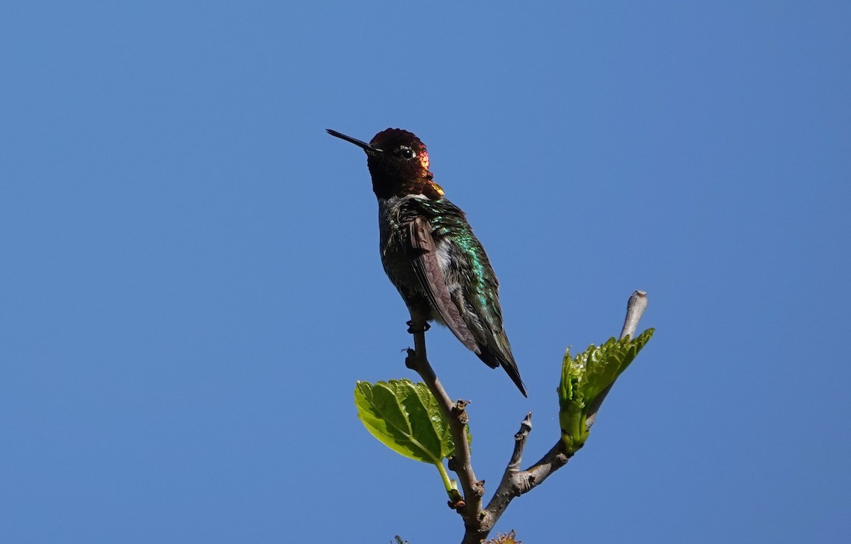 Anna's Hummingbird - ML618346800