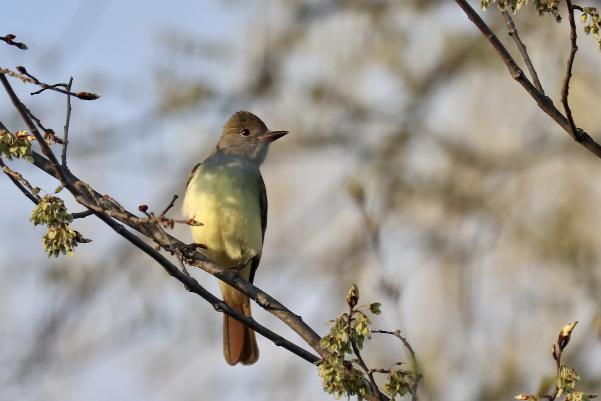 Great Crested Flycatcher - ML618346838