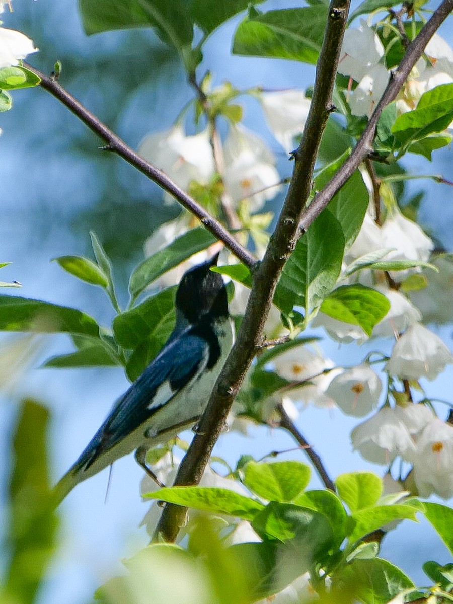 Black-throated Blue Warbler - ML618346849