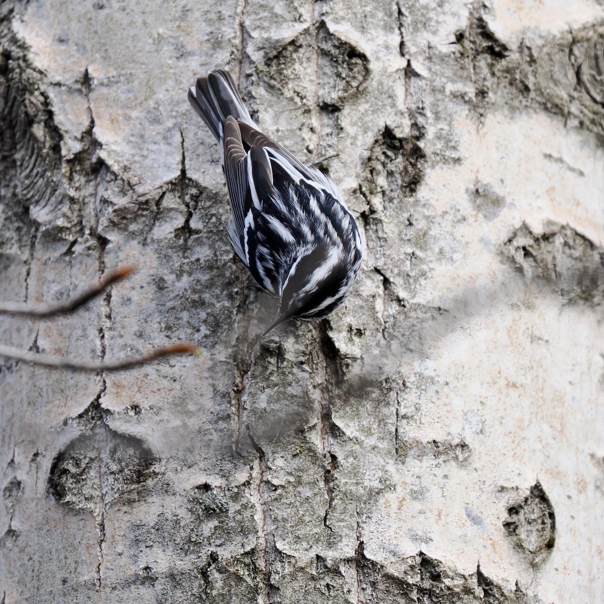 Black-and-white Warbler - ML618346853