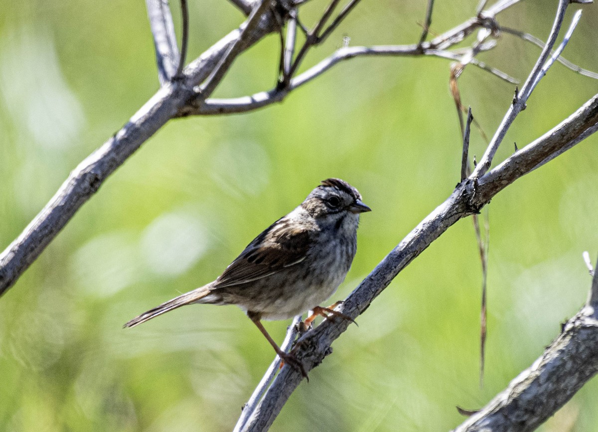 Swamp Sparrow - ML618346864