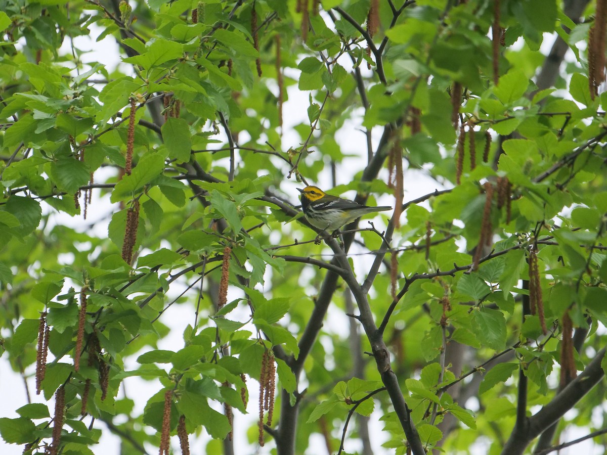 Black-throated Green Warbler - ML618346914