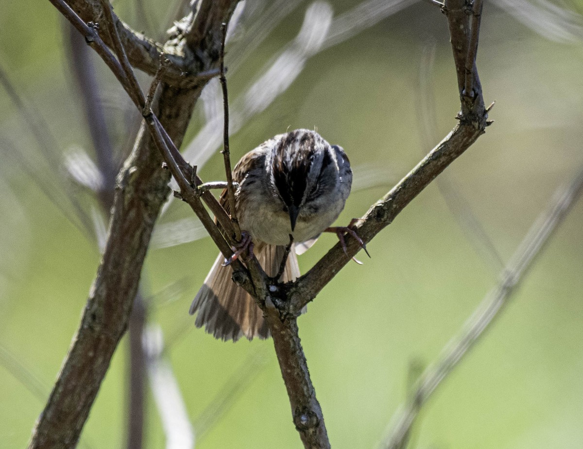 Swamp Sparrow - ML618346920
