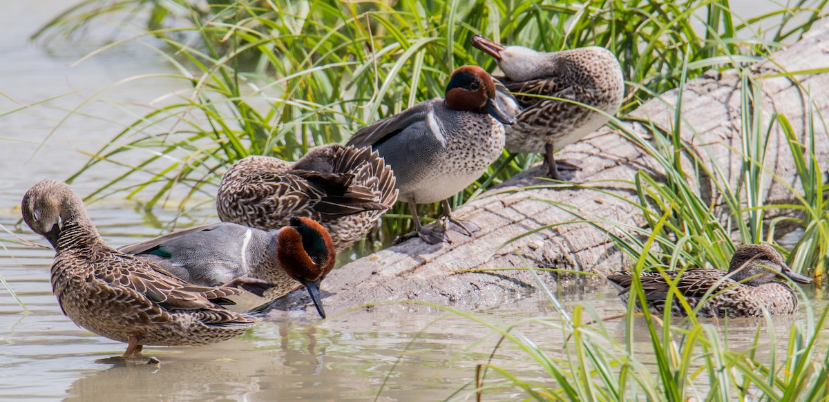 Green-winged Teal - ML618346979