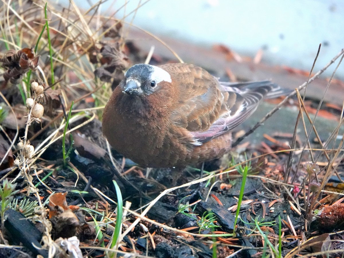 Gray-crowned Rosy-Finch - ML618347020