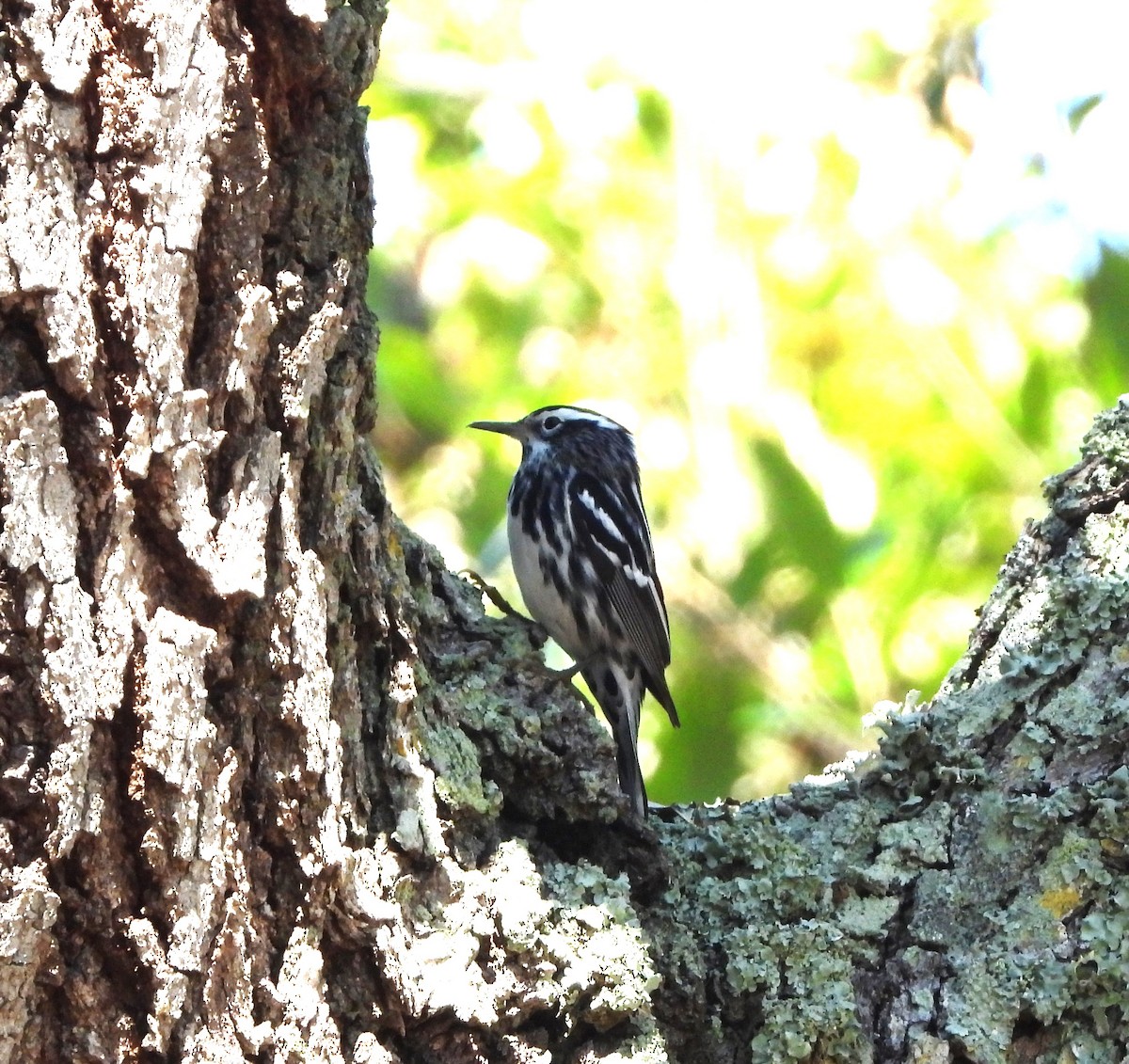Black-and-white Warbler - ML618347021