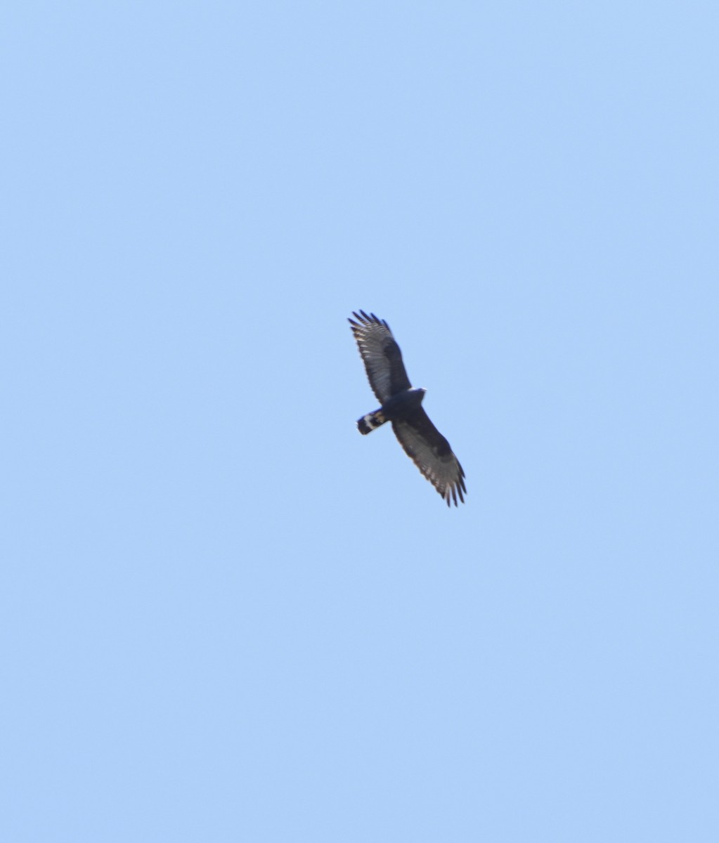 Zone-tailed Hawk - ML618347028