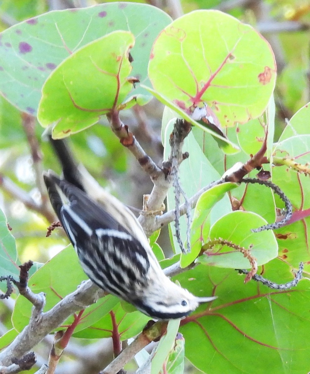 Black-and-white Warbler - ML618347047