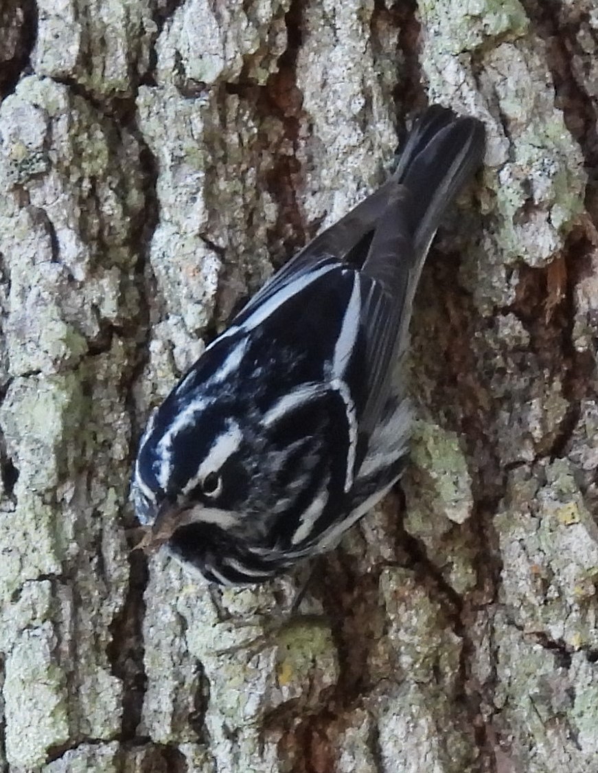 Black-and-white Warbler - ML618347048