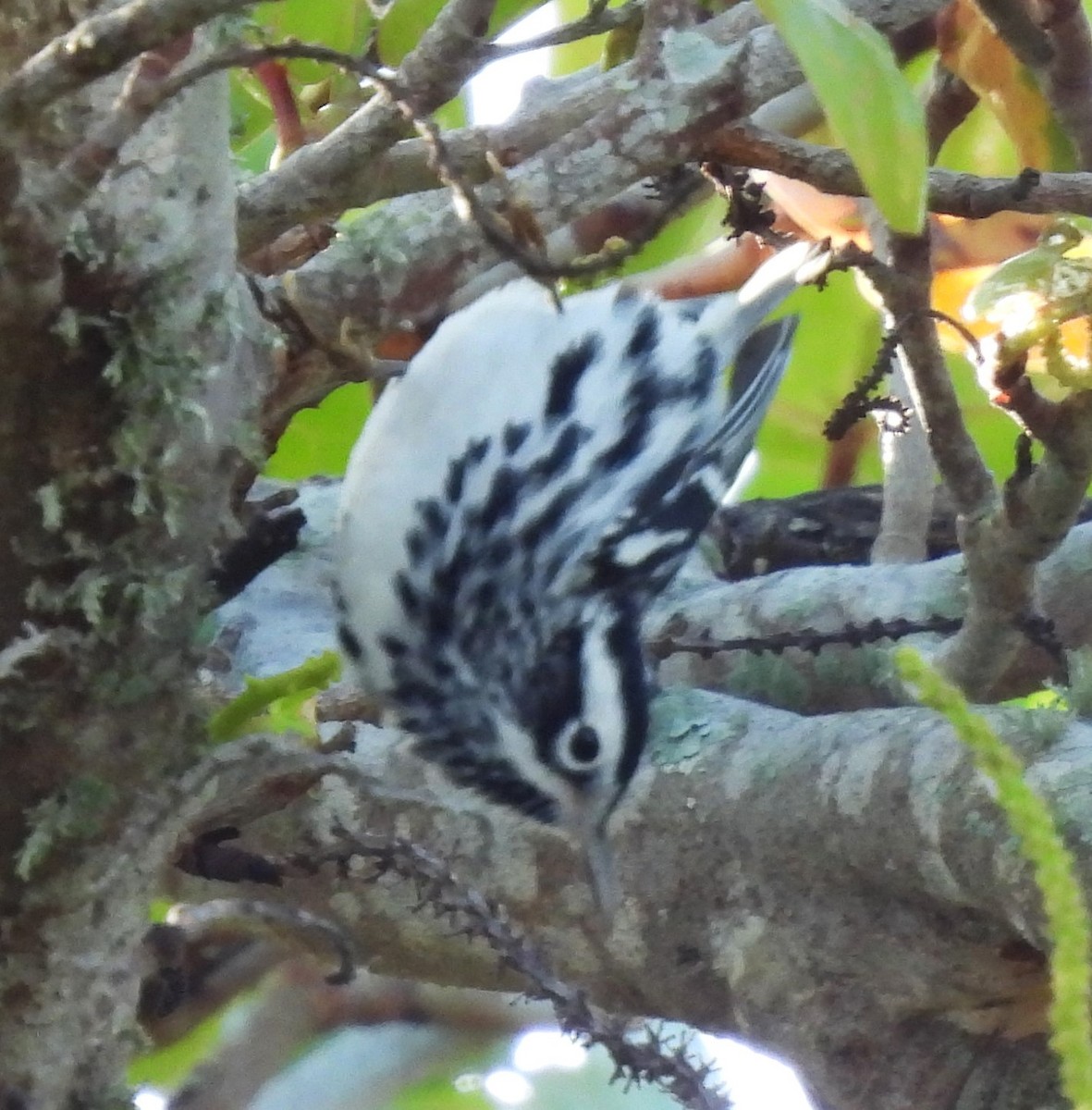 Black-and-white Warbler - ML618347049