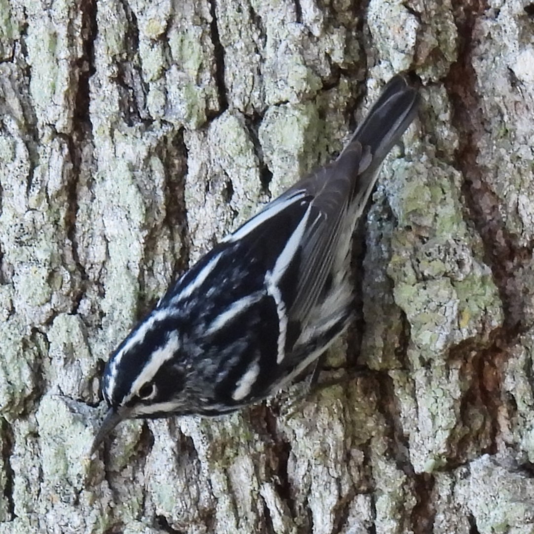 Black-and-white Warbler - ML618347051