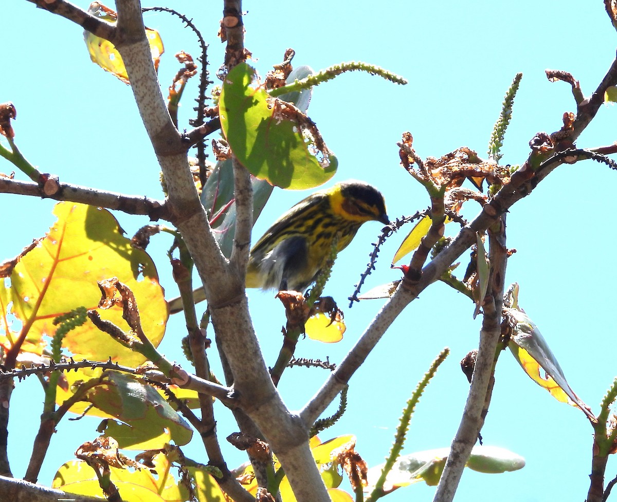 Cape May Warbler - ML618347072