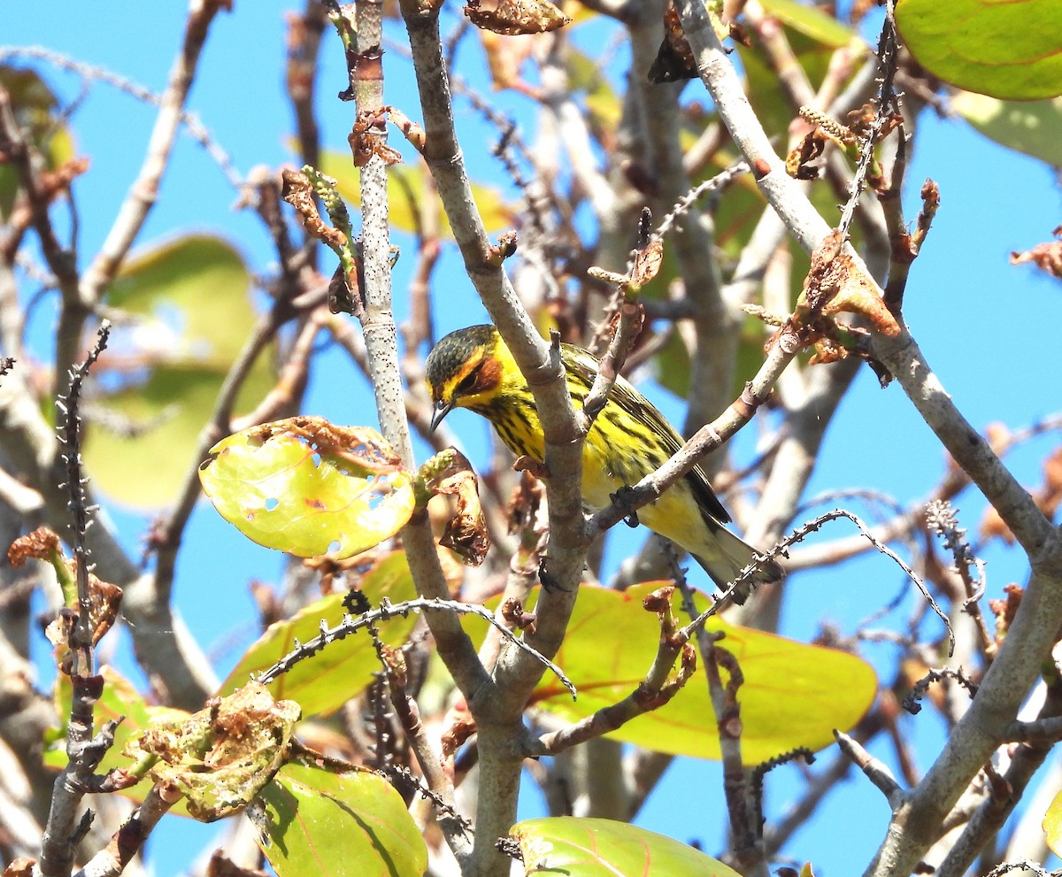 Cape May Warbler - ML618347074