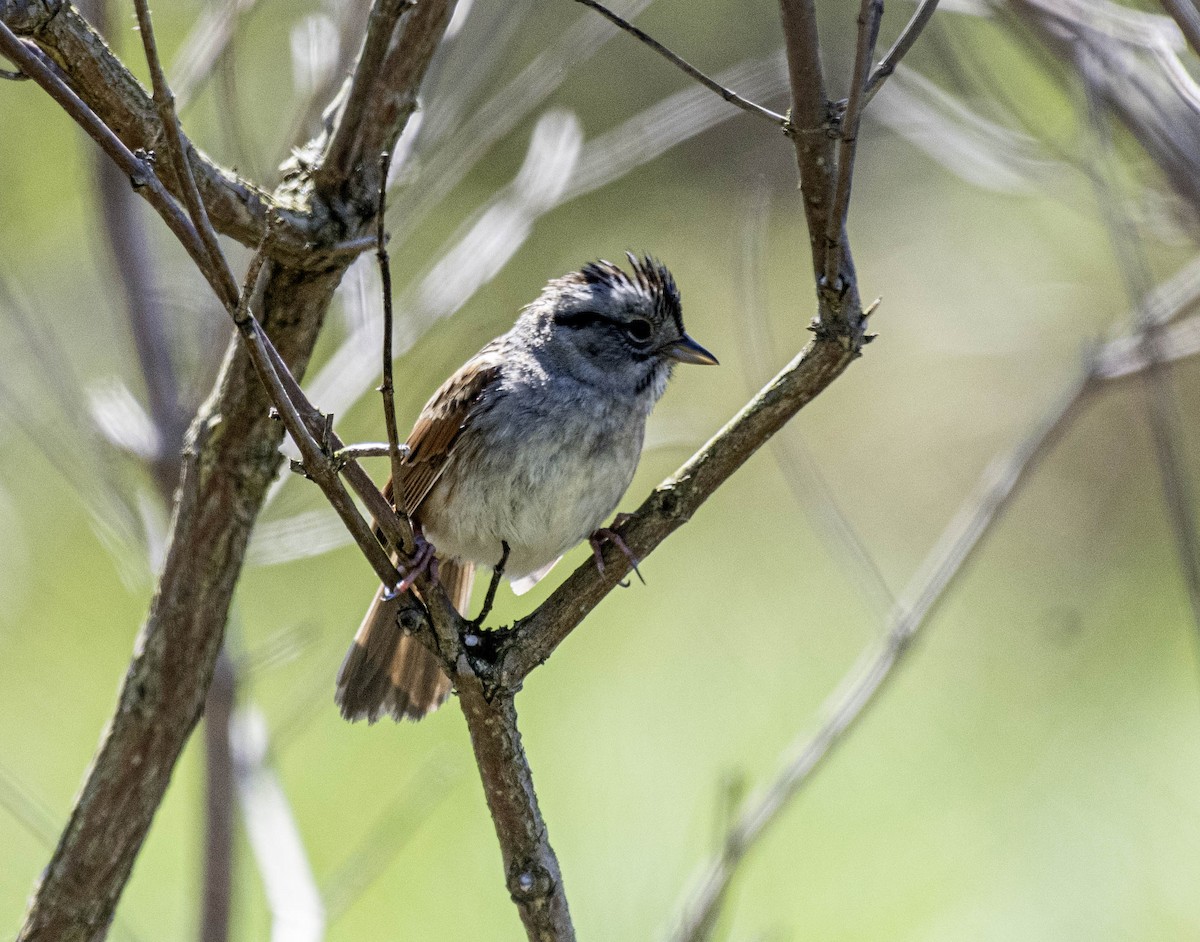 Swamp Sparrow - ML618347084