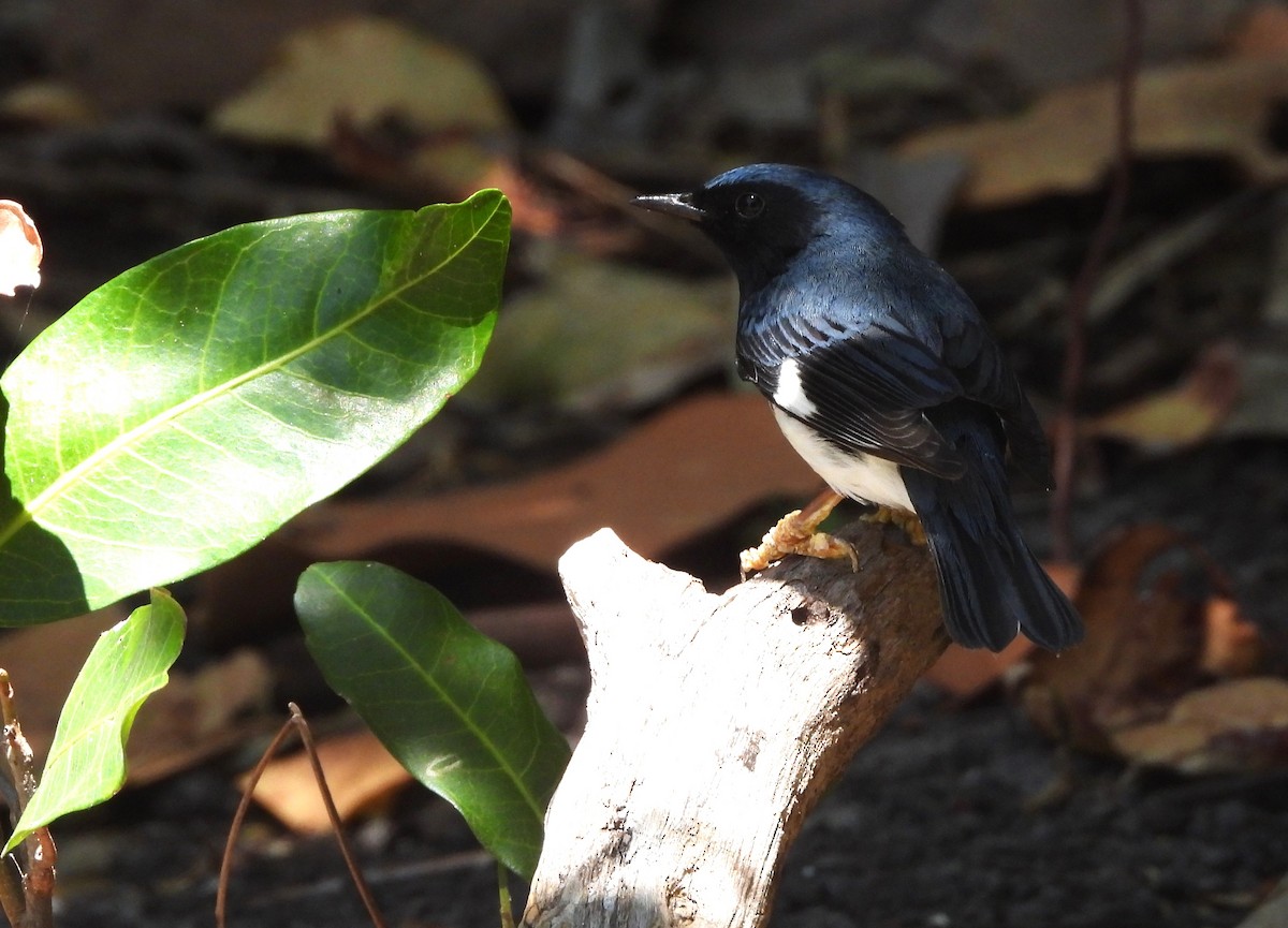 Black-throated Blue Warbler - ML618347107