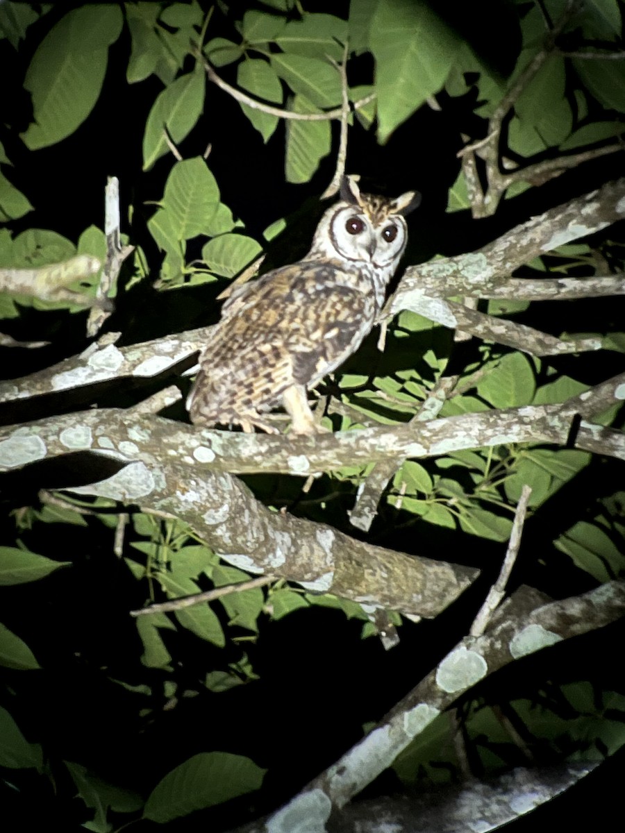 Striped Owl - ML618347115