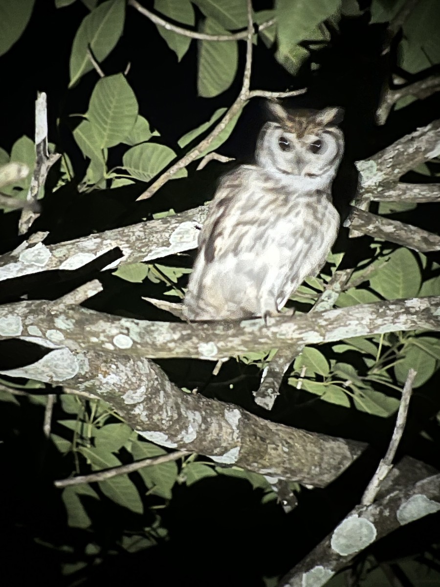 Striped Owl - ML618347116