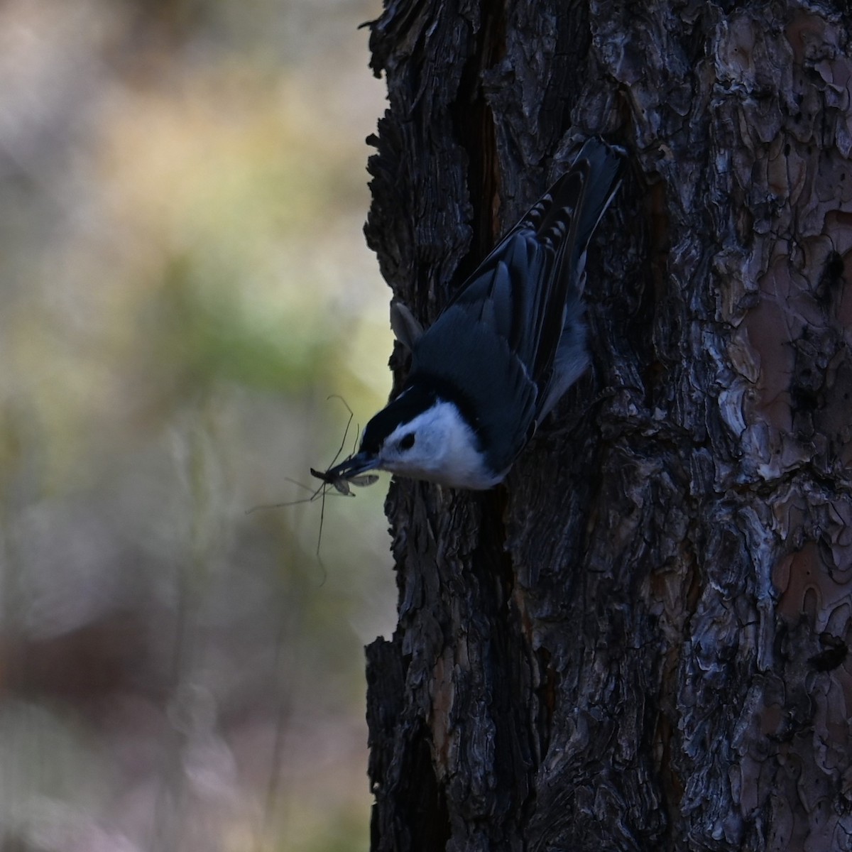 White-breasted Nuthatch - ML618347132