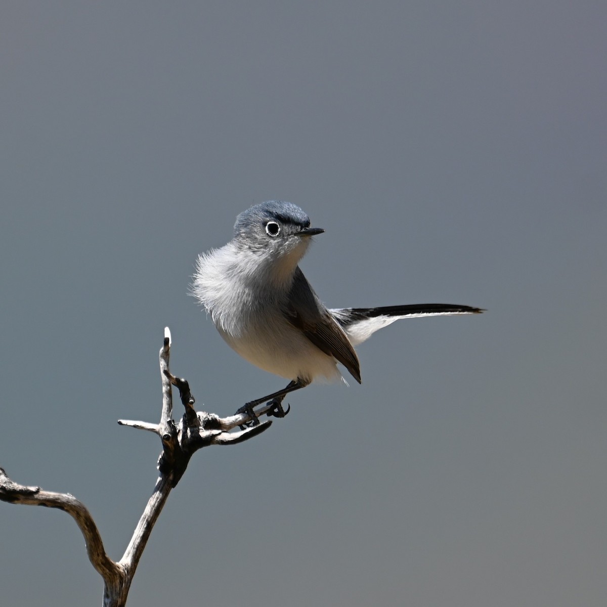 Blue-gray Gnatcatcher (obscura Group) - ML618347150