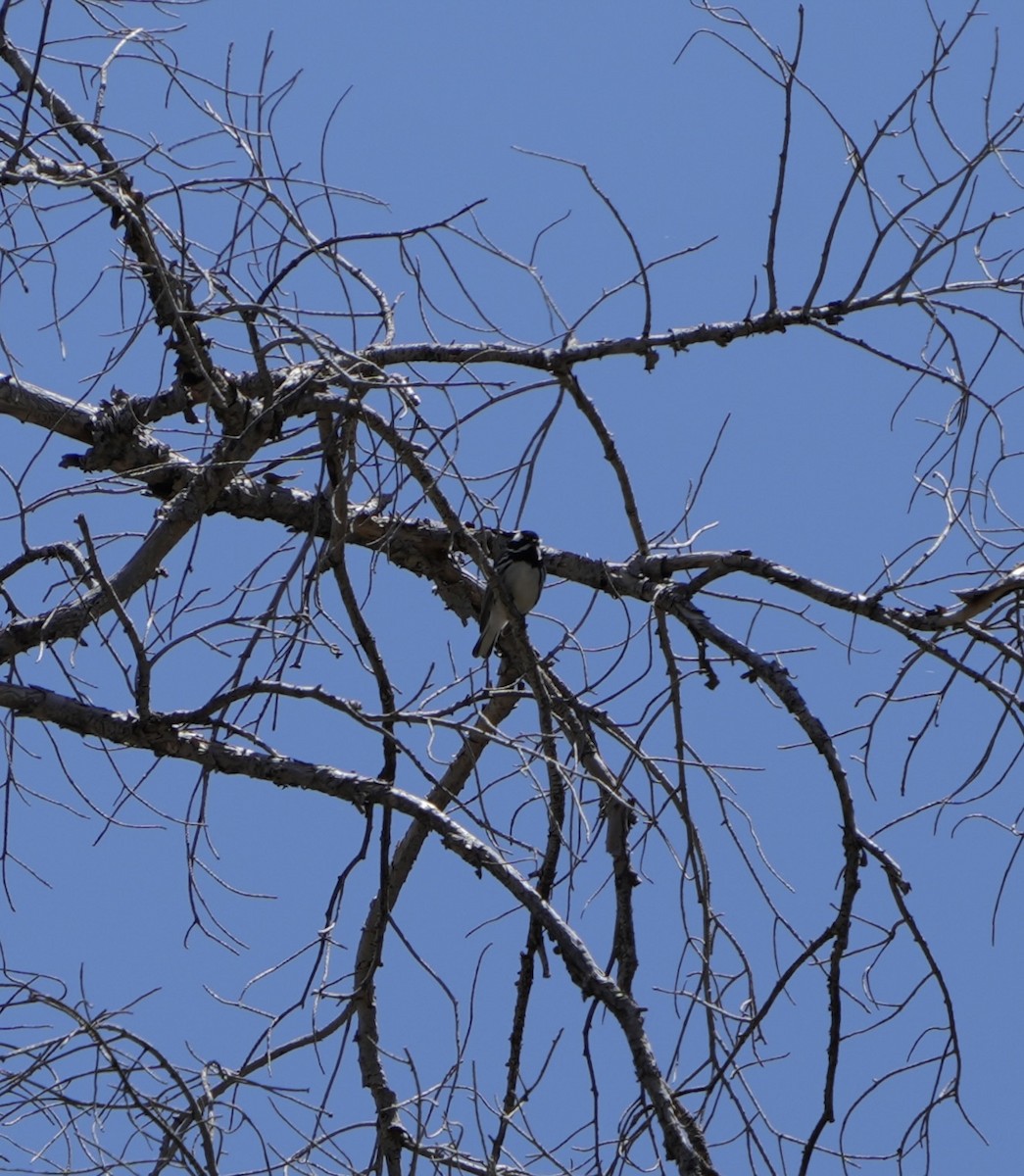 Black-throated Gray Warbler - ML618347159
