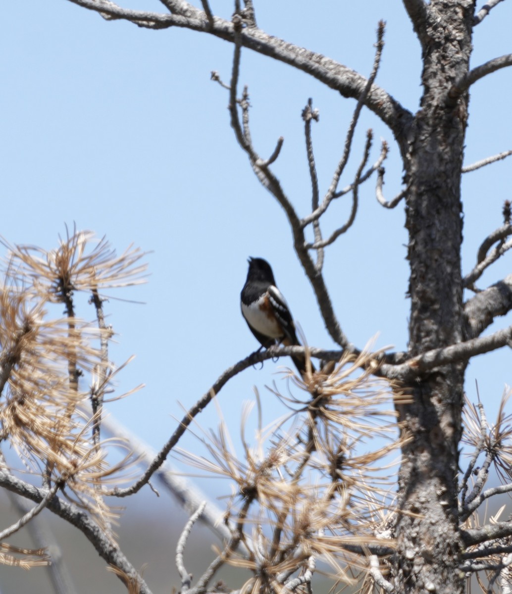 Spotted Towhee - ML618347170