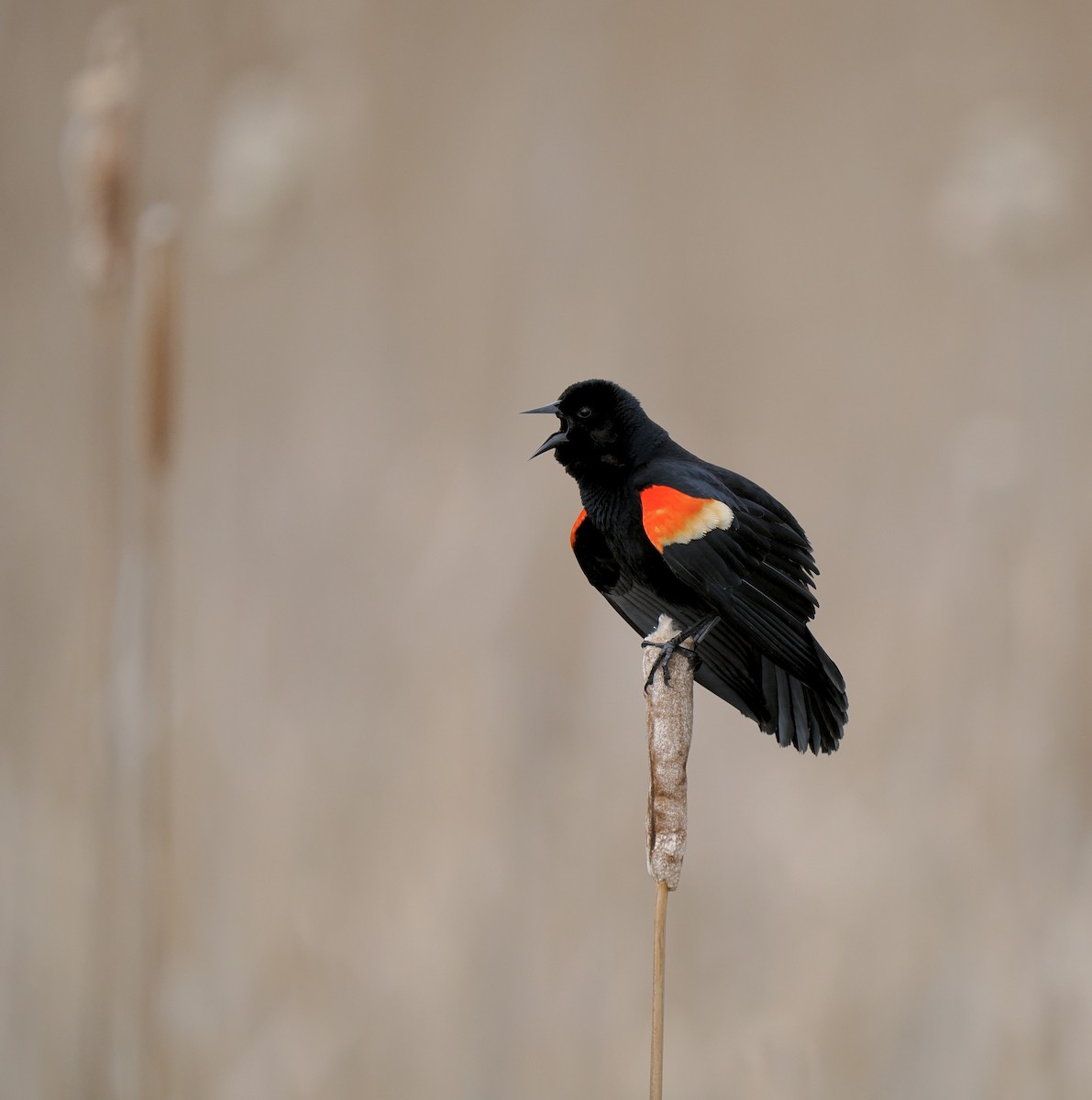 Red-winged Blackbird - ML618347188