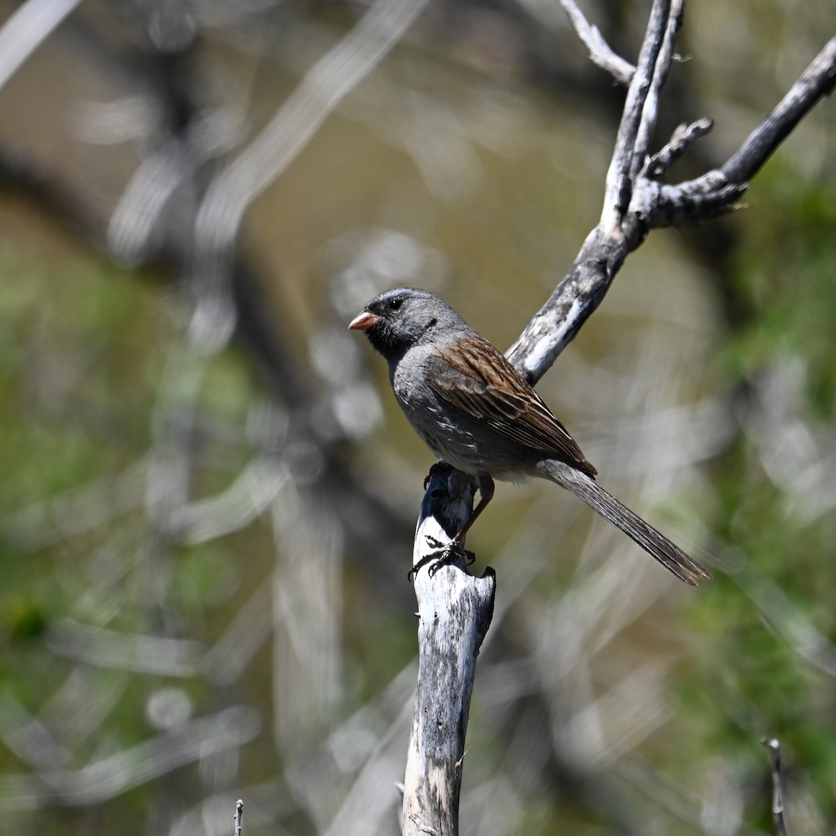 Black-chinned Sparrow - ML618347205