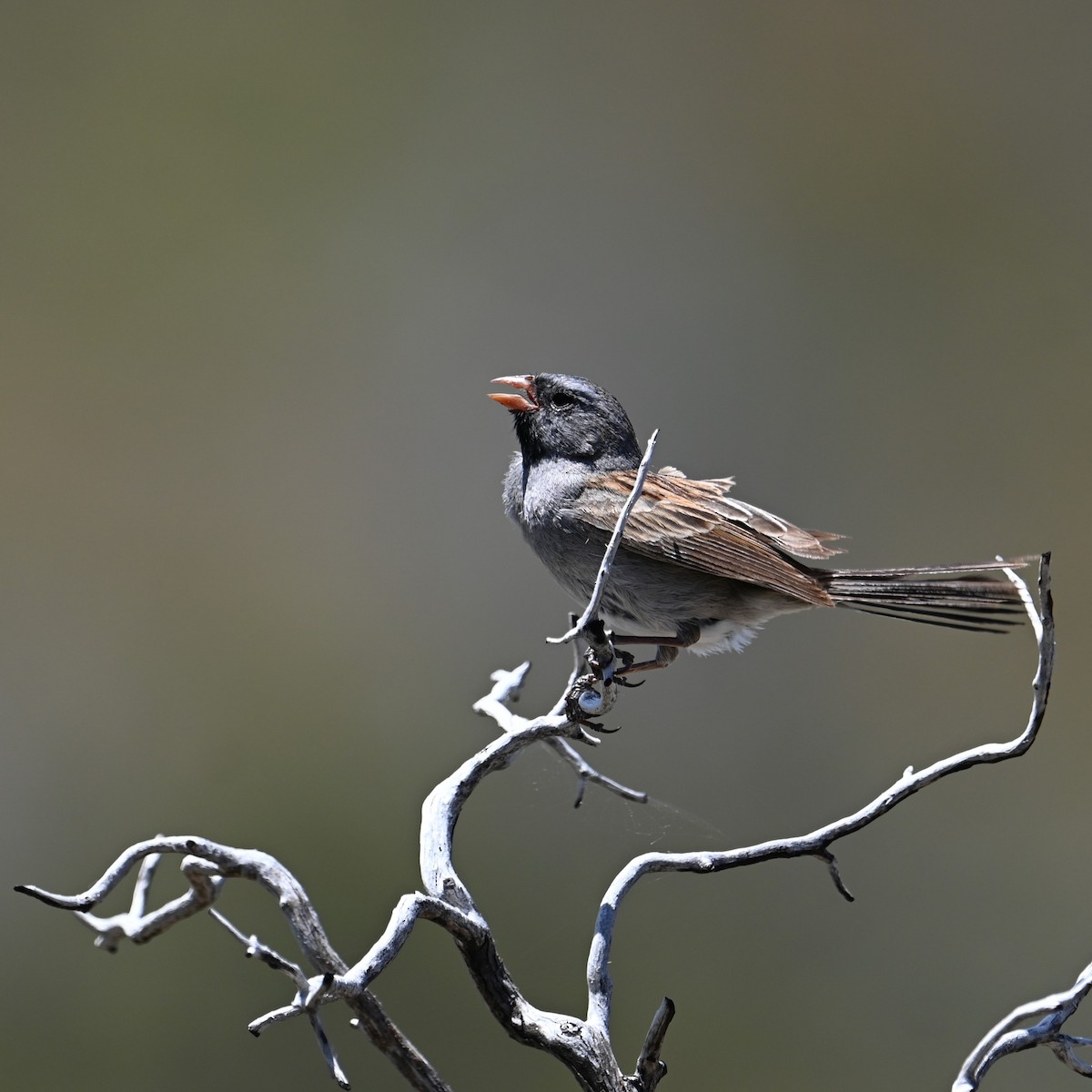 Black-chinned Sparrow - ML618347206