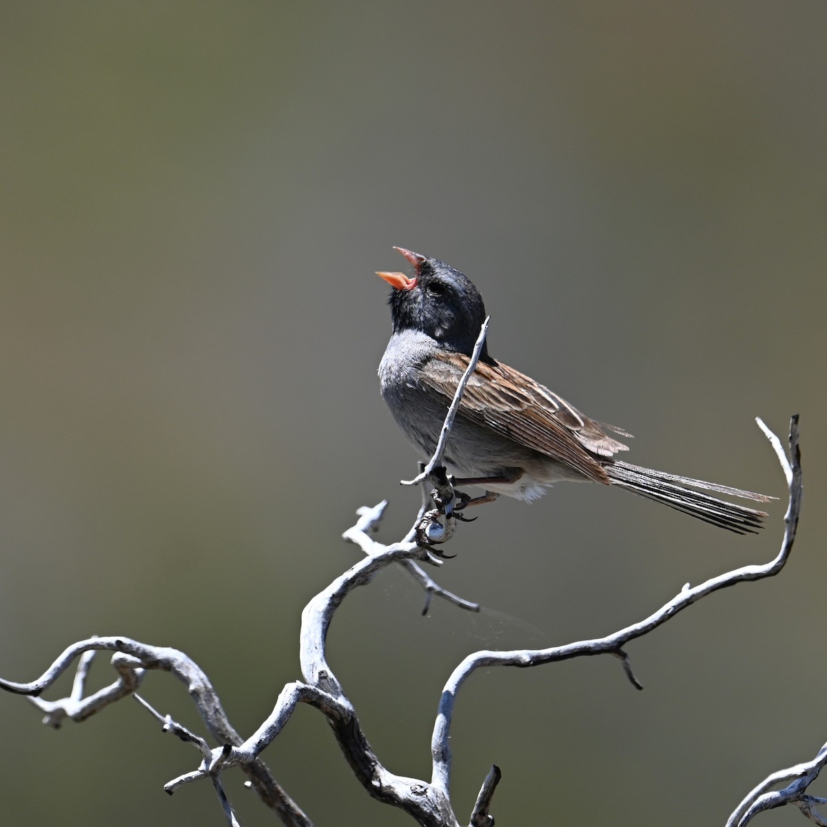 Black-chinned Sparrow - ML618347207