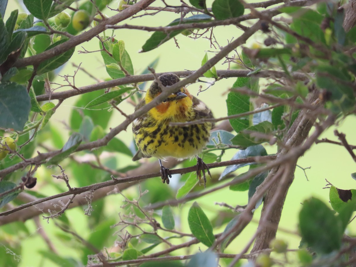 Cape May Warbler - ML618347221
