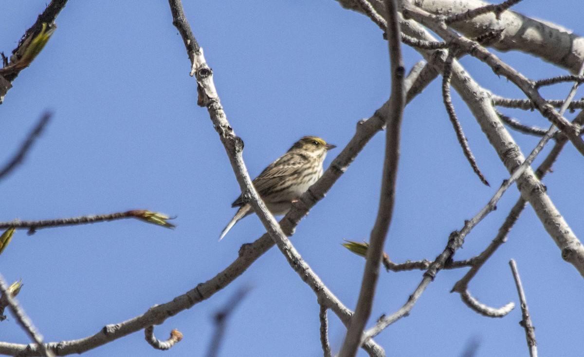 Savannah Sparrow - ML618347251