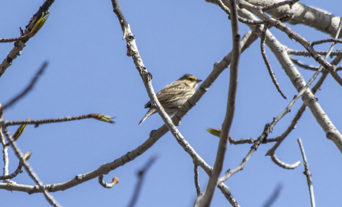 Savannah Sparrow - ML618347253