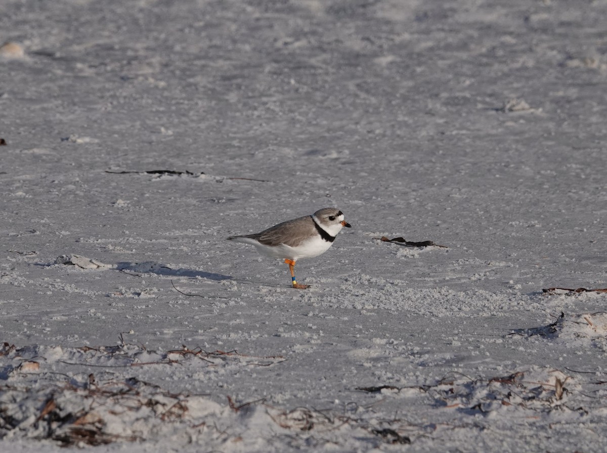 Piping Plover - ML618347260
