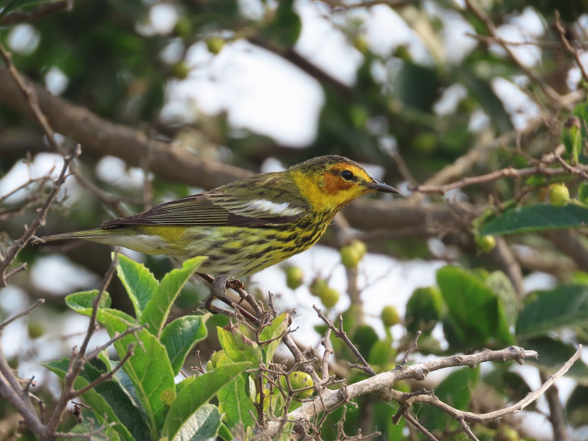 Cape May Warbler - ML618347265