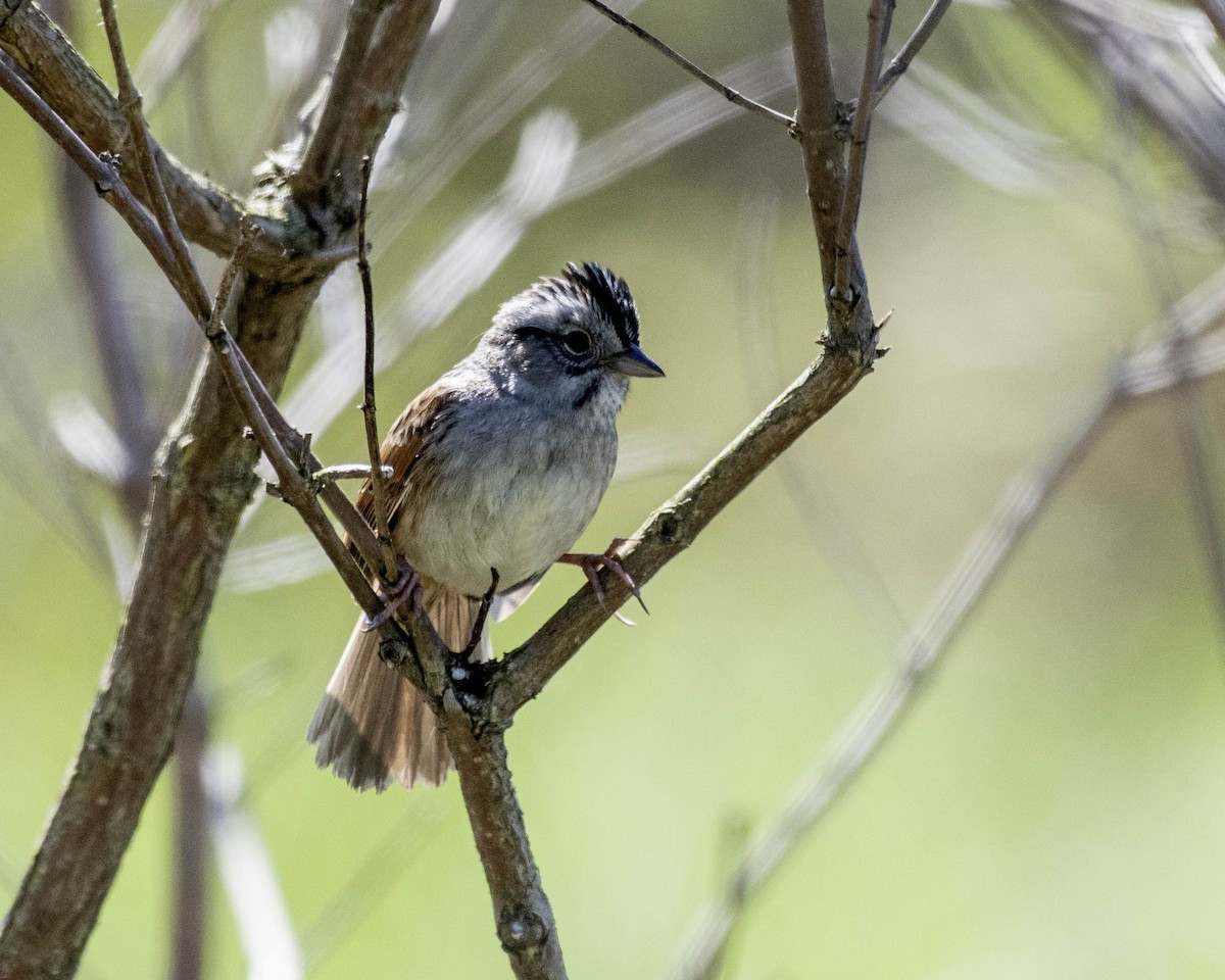 Swamp Sparrow - Estela Quintero-Weldon