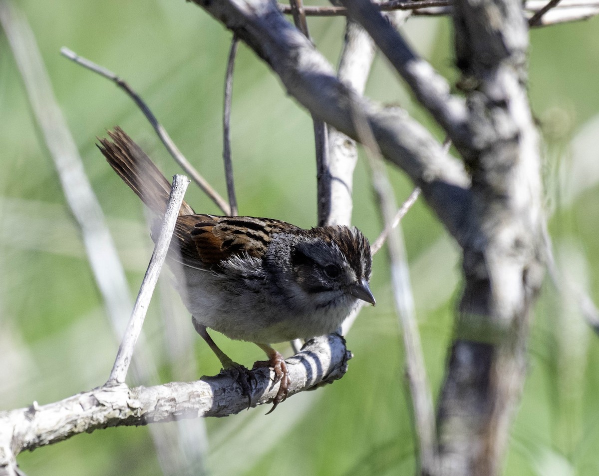 Swamp Sparrow - ML618347297