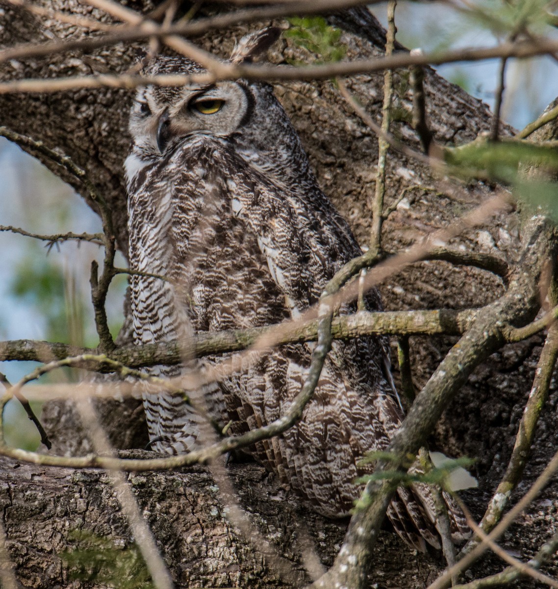Great Horned Owl - ML618347302