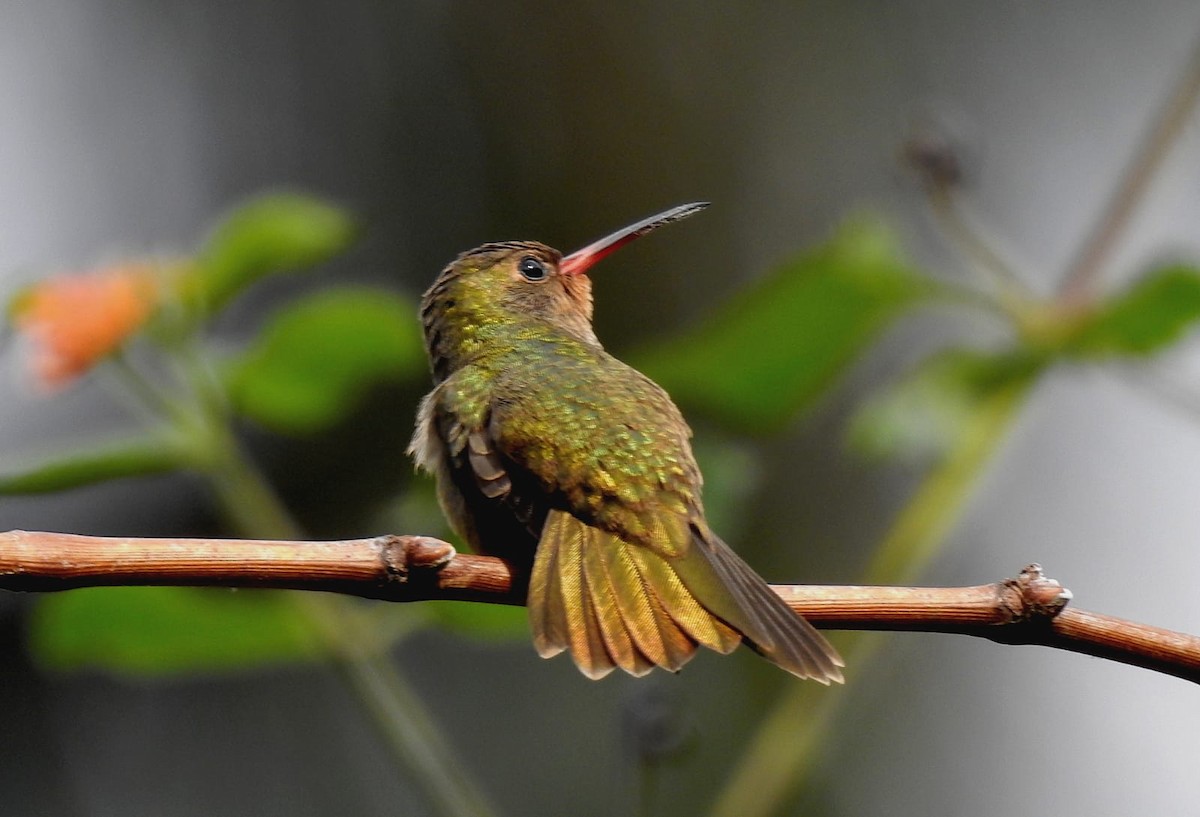Gilded Hummingbird - ML618347303