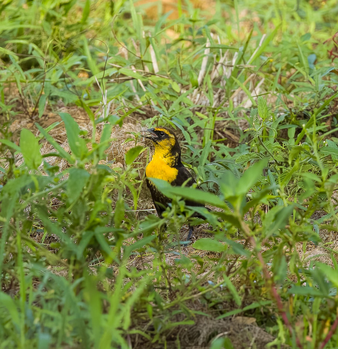 Yellow-headed Blackbird - ML618347307