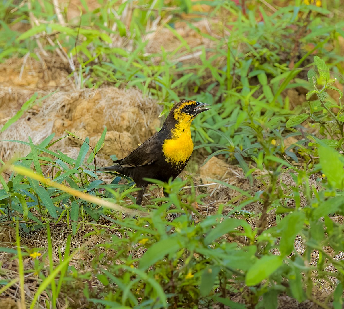 Yellow-headed Blackbird - ML618347308