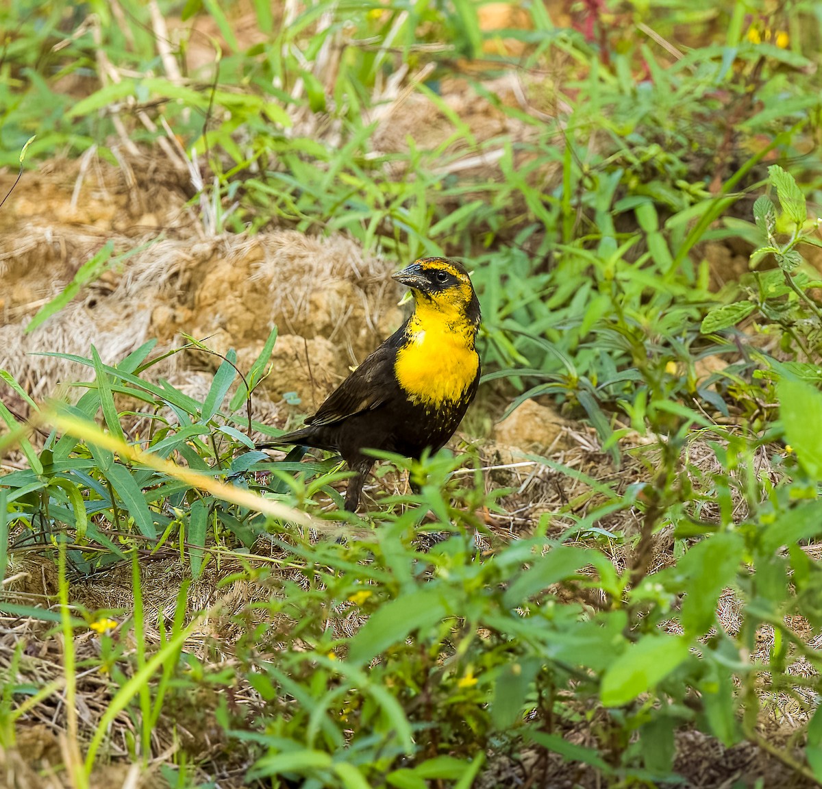 Yellow-headed Blackbird - ML618347309