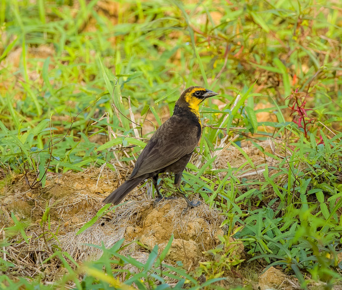 Yellow-headed Blackbird - Carlos Roberto Chavarria