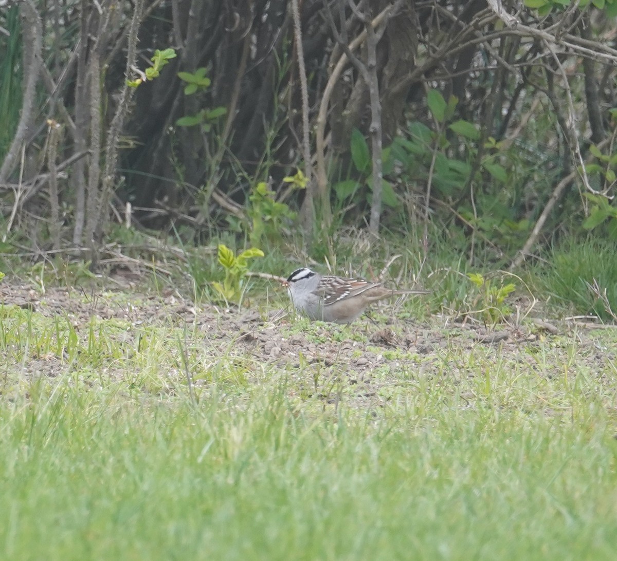 White-crowned Sparrow - ML618347311
