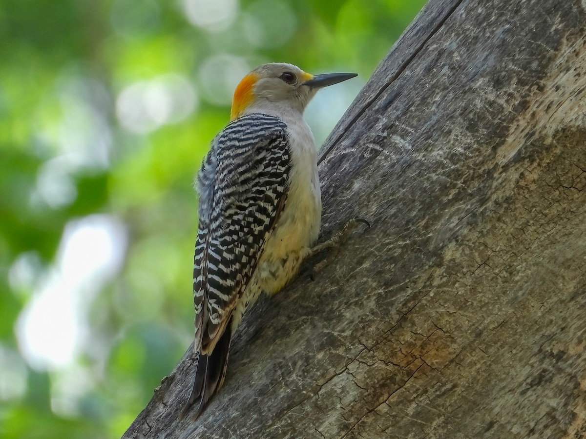 Golden-fronted Woodpecker - ML618347315