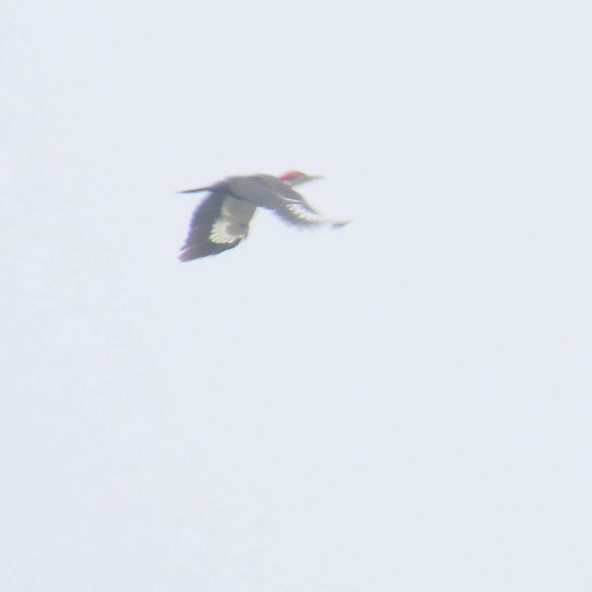 Pileated Woodpecker - ML618347333