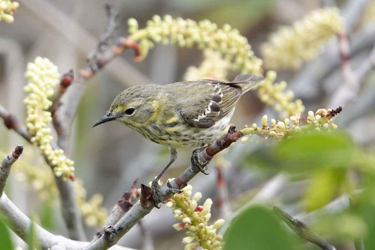 Cape May Warbler - ML618347344