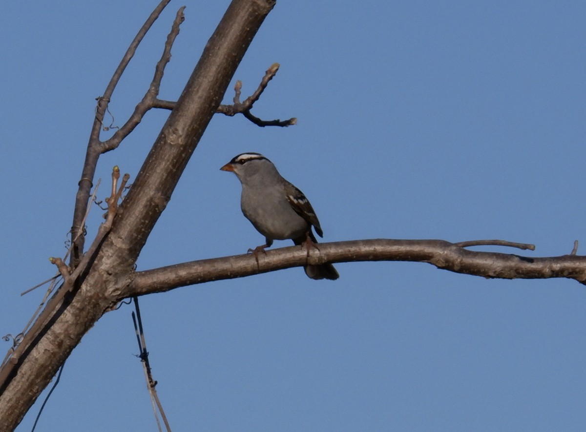 White-crowned Sparrow - ML618347370